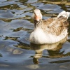 Derwentwater Goose