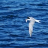 Tern fishing at Roker