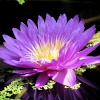 Kew Gardens