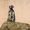 Meerkat, London Zoo