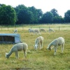 Alpacas at Toft
