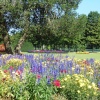 Hampton Court Palace Gardens