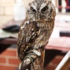 Little Owl 1 Haverthwaite