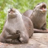 Otters at New Forest Wildlife Park