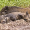 Wild Boar at New Forest Wildlife Park