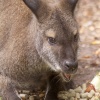 Wallaby at New Forest Wildlife Park