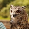 Eagle Owl, Haverthwaite