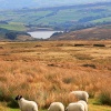 Sheep on Saddleworth Moor