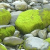 Pebble beach at Clovelly, Devon
