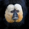Monkey World, Dorset.