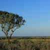 Lone tree in Cleethorpes