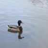 Mallard (Anas platyrhynchos) Swanley Park