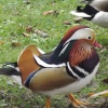 Mandarin Duck