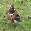Swanley Park Mandarin Duck