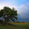 Bradgate Park
