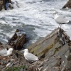 Seagulls at Hartland Quay