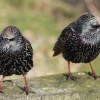 Starlings at Felixtowe