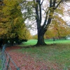 Parkland at Nidd in Autumn.