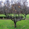 Linnwood Hall Orchard