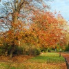 Colourful trees in Roker Park