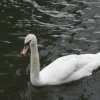 Swan on Canal in Newbury