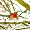 Winter Robin