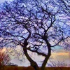 'TreeAffinity' - Saviour