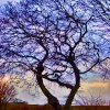 'TreeAffinity' - Saviour