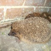 Hedgehog on farm near Marden, Kent
