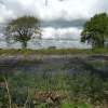 Bluebells on country farm near Marden, Kent