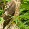 Sparrow Hawk on wall