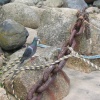 Pigeon in Mousehole - June 2003