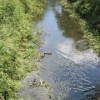 Sherborne Castle Ducks - June 2003