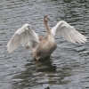 Signet Mute Swan