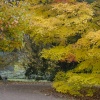 The Autumn Path