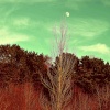 Pale moon rising