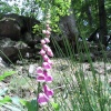 Beck Hole - Foxgloves on Path to Thomason Foss