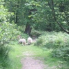 Beck Hole - Sheep on Path to Thomason Foss