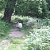Beck Hole - Sheep on Path to Thomason Foss (3)