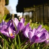 Spring Purples