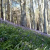 Langdon Hill
