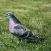 Feral Pigeon at Birtley