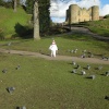 Pigeon chasing at Tonbridge Castle
