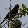Blackbird