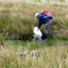 Tigers Marsh
