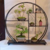 Trelissick Bonsai Display