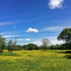 Fields near Malvern Park,Solihull 3