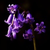Bluebell