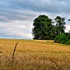 Market Bosworth country park