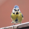 Blue tit